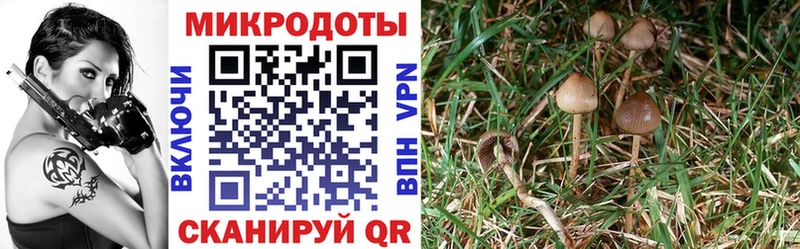 купить закладку  Дудинка  Псилоцибиновые грибы Psilocybe 
